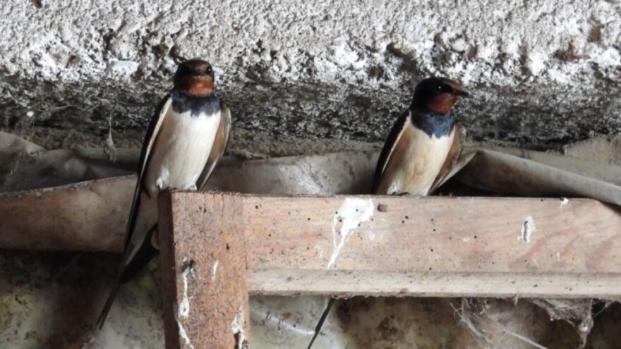 Domaćinstvu Gvozdenović sa 86 aktivnih gnezda lasti - tona kukuruza