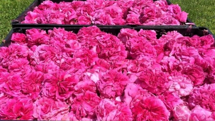 Kako se pravi i ko proizvodi slatko od latica ruža?