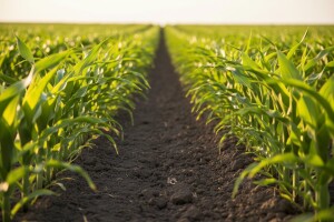 Laudis i ElumisPeak u borbi za kukuruzare