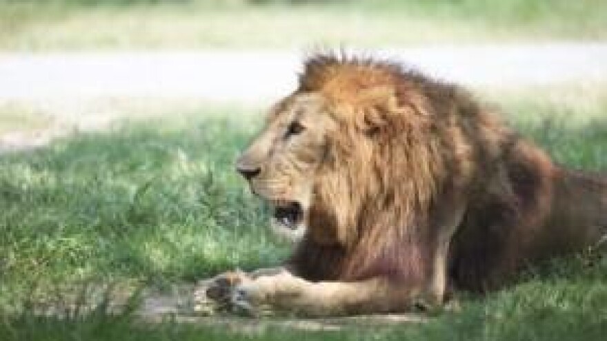 Horoskop - Lav (23.07. - 22.08.)