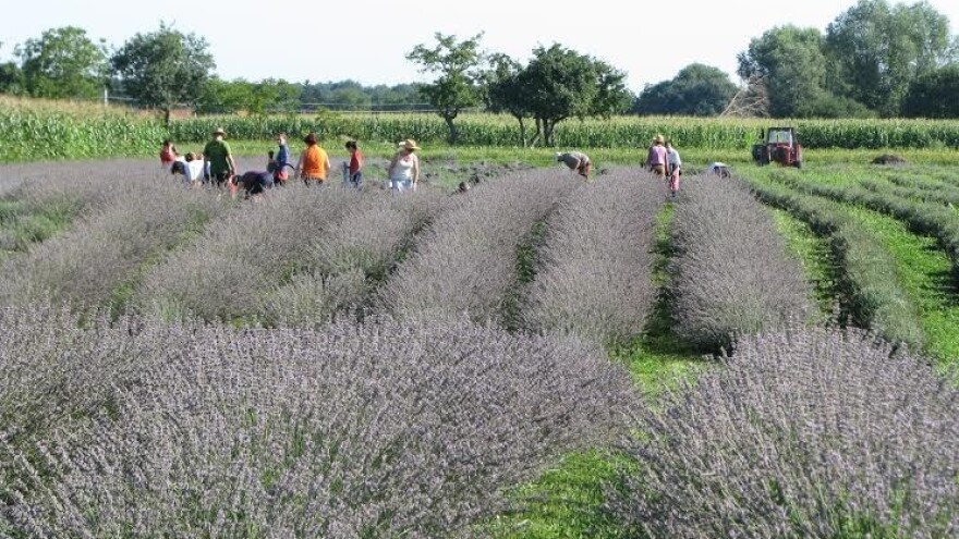Od proljeća smilje i na podravskim poljima