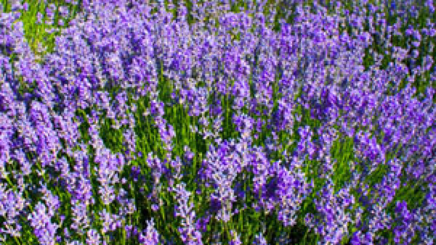 Od prve berbe lavande 70 litara ulja