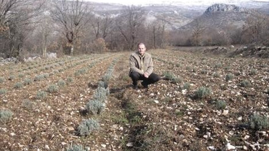 Nismo varalice, sadimo lavandu, prodajemo med