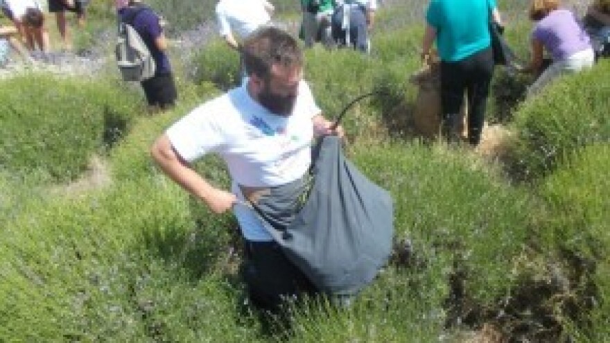 Tradicionalna žetva lavande privlači i turiste