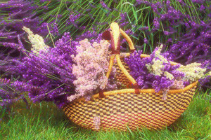 Zadar sjedište sredozemnog bilja i raslinja Flora art