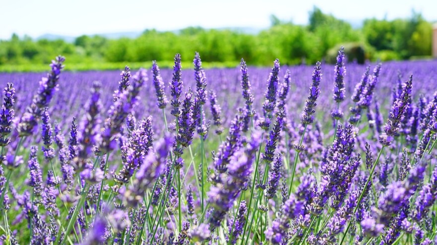 Nevresa Mehmedović ima plantažu lavande na tri dunuma i osiguran otkup