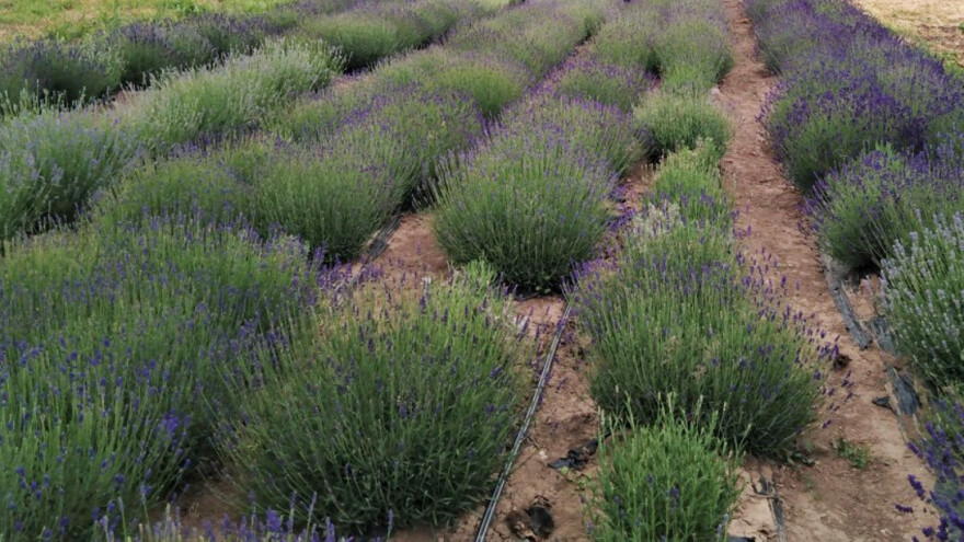 Izgorelo polje lavande kod Novog Sada - uzrok nepoznat