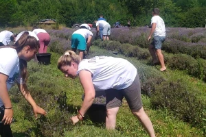 Koliko lavanda plodonosi i kada se bere?
