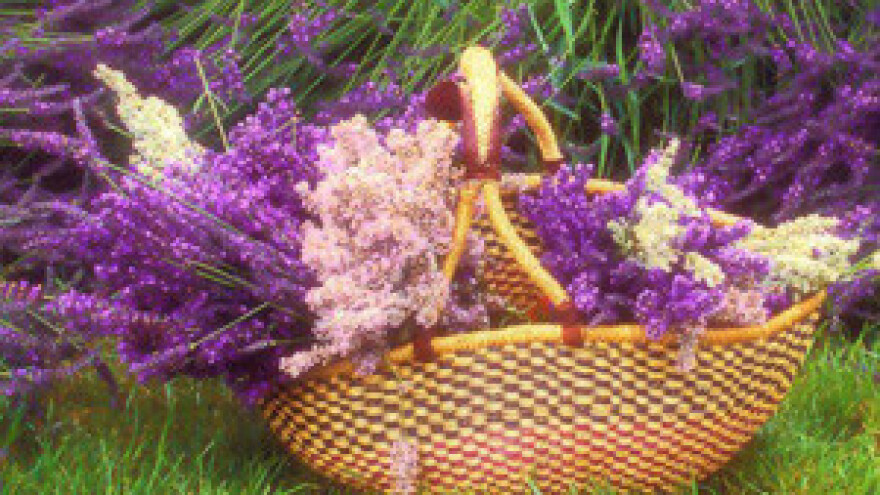 Zadar sjedište sredozemnog bilja i raslinja Flora art