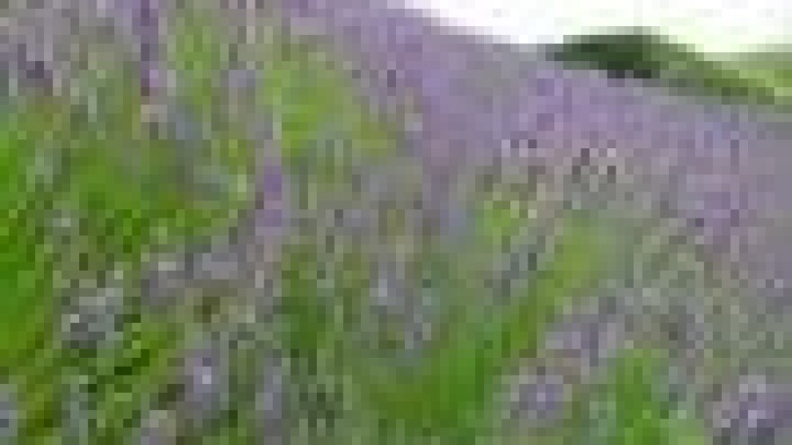 Vickov, Zagreb: Vrtlari s fakultetom