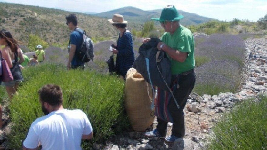 Koliko je isplativ uzgoj aromatičnog bilja?