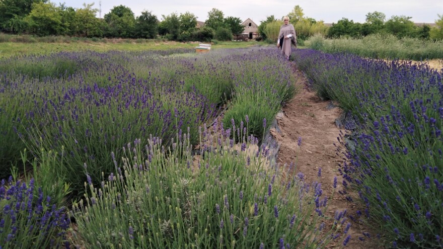 Polje lavande cveta kod Sombora: Čeka se pun rod za tržište
