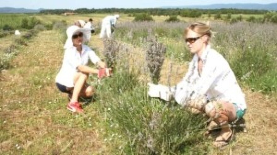 Sa slavonskog polja dvije tone lavande