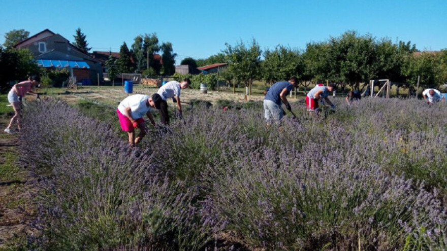 I ove godine uspješna žetva lavandina usred Slavonije