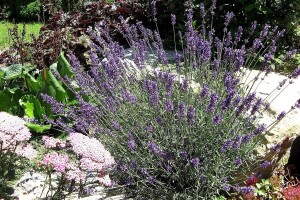 Lavanda dobro podnosi i sušu i niske temperature