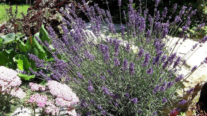 Lavanda dobro podnosi i sušu i niske temperature