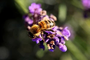 Prirodni med sa plantaže lavande iz Bukovca