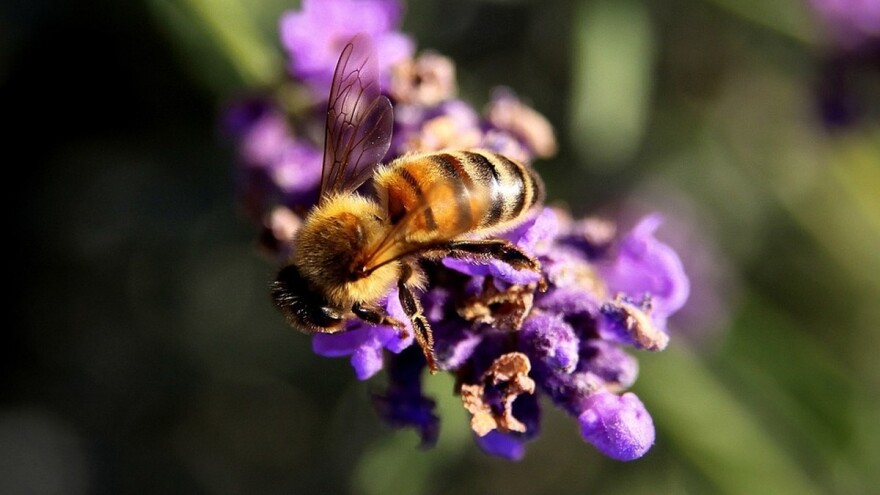 Prirodni med sa plantaže lavande iz Bukovca