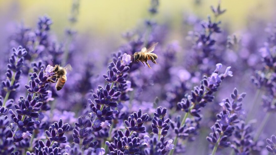 Lavanda - nezahtevna biljka koja tera mrave i vaši