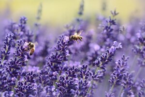 Lavanda - nezahtjevna biljka koja voli puno sunca, pčele i bumbare, a tjera mrave i uši