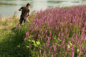 Lavanda iscvjetala na samoj obali Save u Gradišci