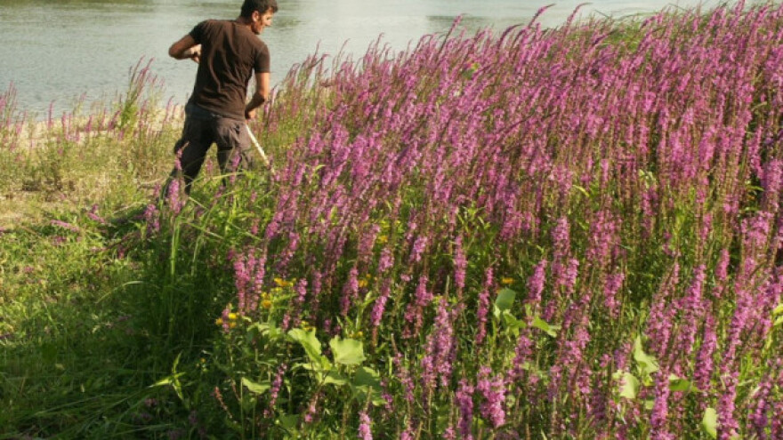 Lavanda iscvetala na obali Save