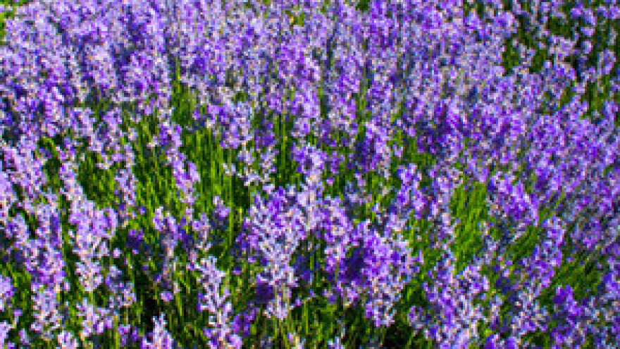 Uz lavandu do boljeg života