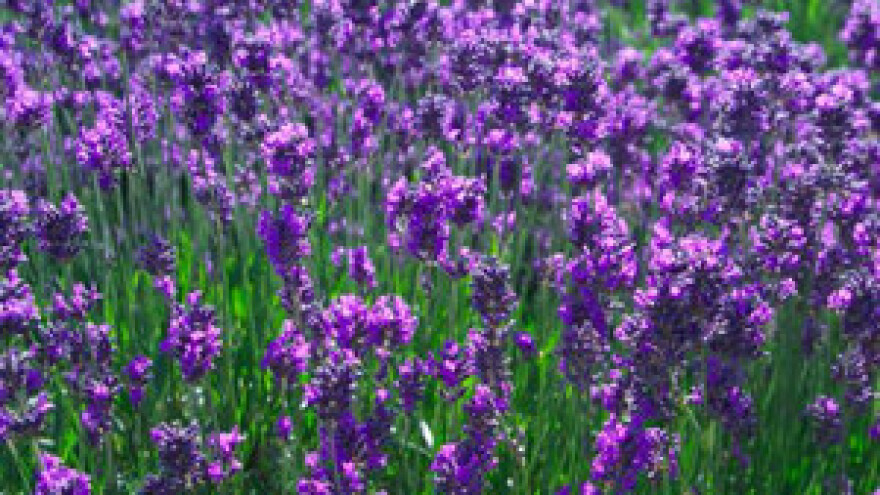 Uzgoj lavande u Vukovaru