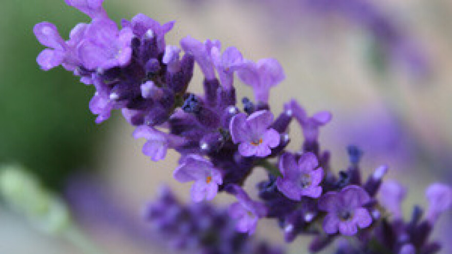 Halal certifikat lavandi i melisi