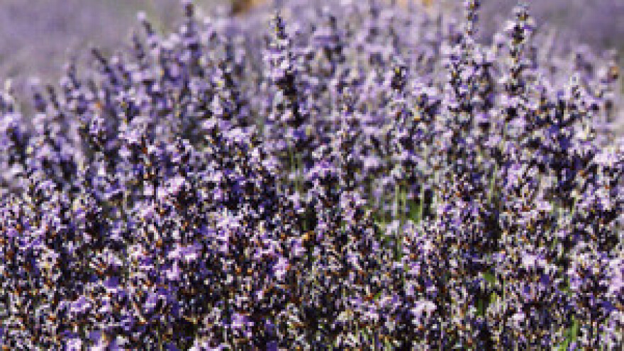 Hrvatska je mediteranska zemlja. Ali uvozimo čak i lavandu!