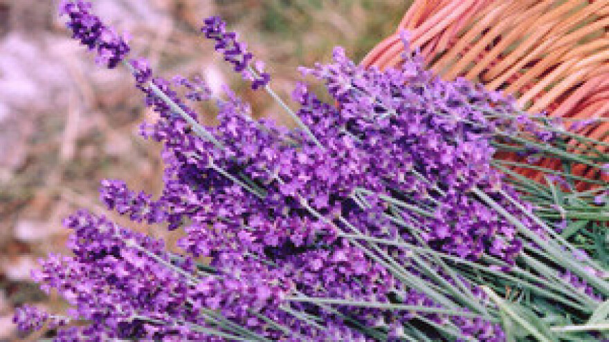 U hvarska eko-etno sela uložit će se 500 tisuća eura