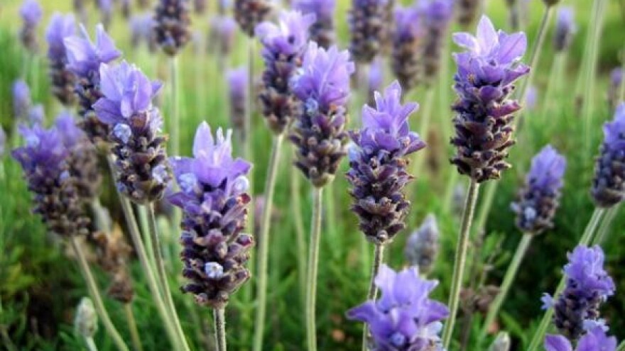 Umjesto pšenice, Slavonci uzgajaju lavandu
