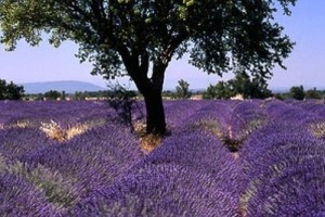 Lavanda, najpoznatije ulje iz bočice
