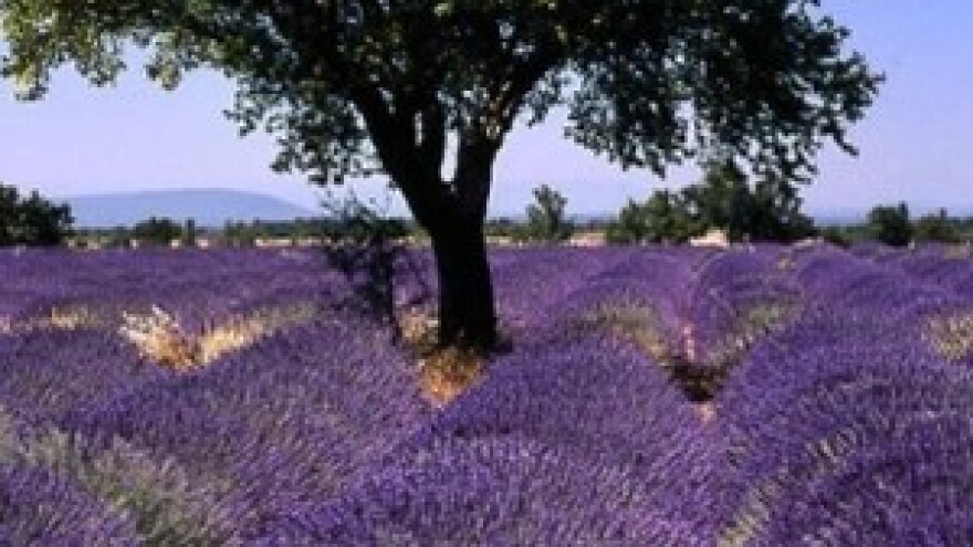 Lavanda, najpoznatije ulje iz bočice