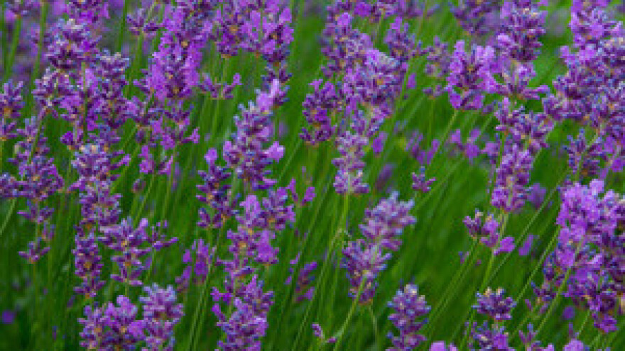 Festival lavande čiji su nasadi spasili generacije mještana