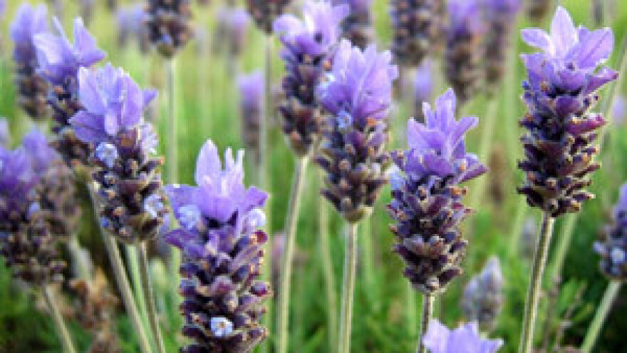 Ekouzgajivači lavande