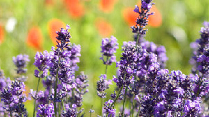 Radionica: jačanje nadzorne službe za rad u ekološkoj mreži