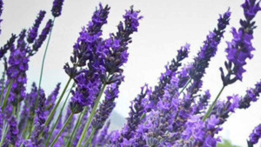 Brendiranje poljoprivrednih proizvoda