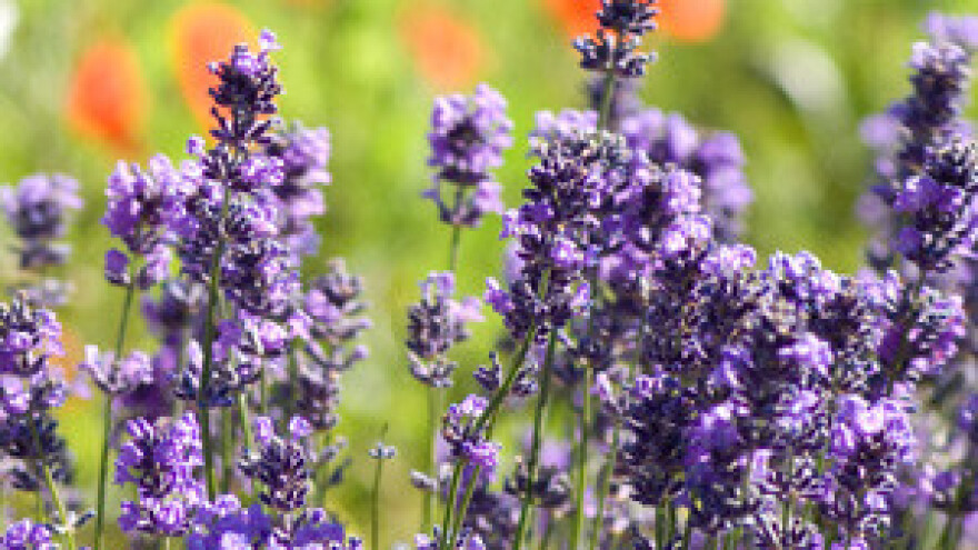 Proizvodnja lavande Budrovke