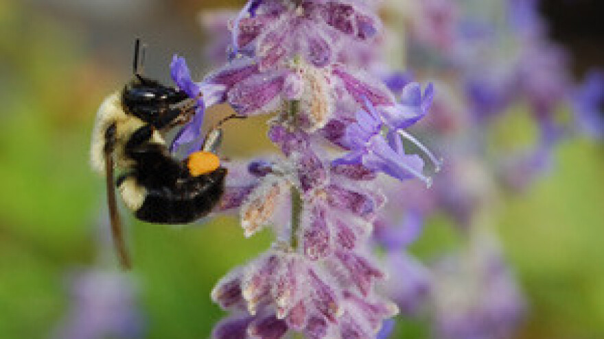 Održana treća radionica za jačanje nadzorne službe u ekološkoj mreži