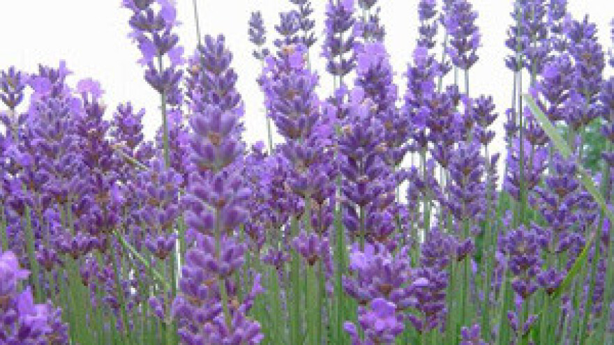 Uzgoj mirisne i ljekovite biljke