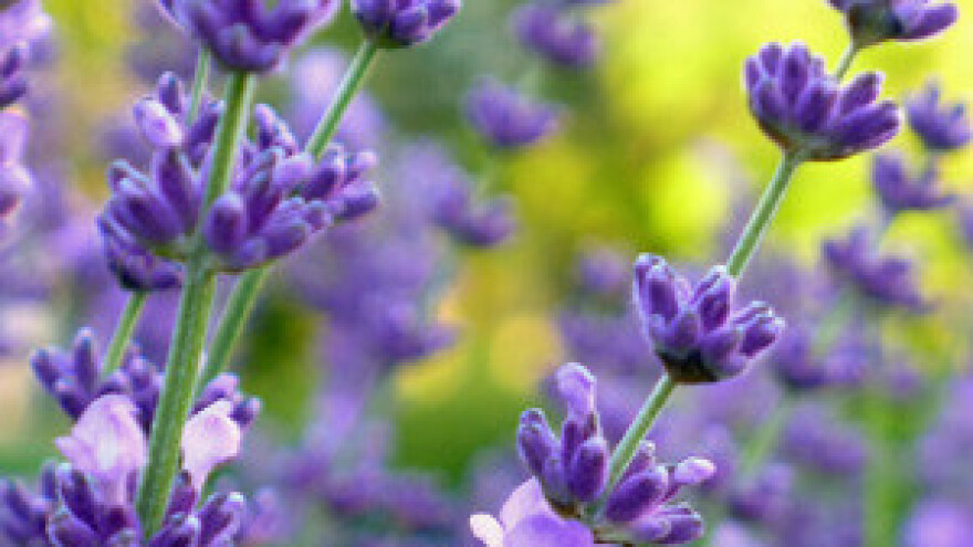 Plantaže lavande na kninskom području