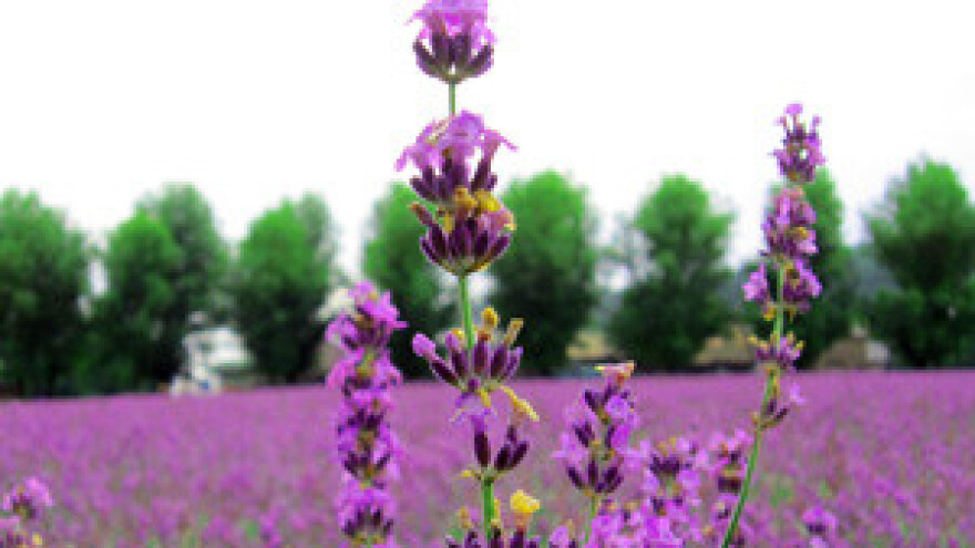 Primorsku biljku počeo je uzgajati iz znatiželje