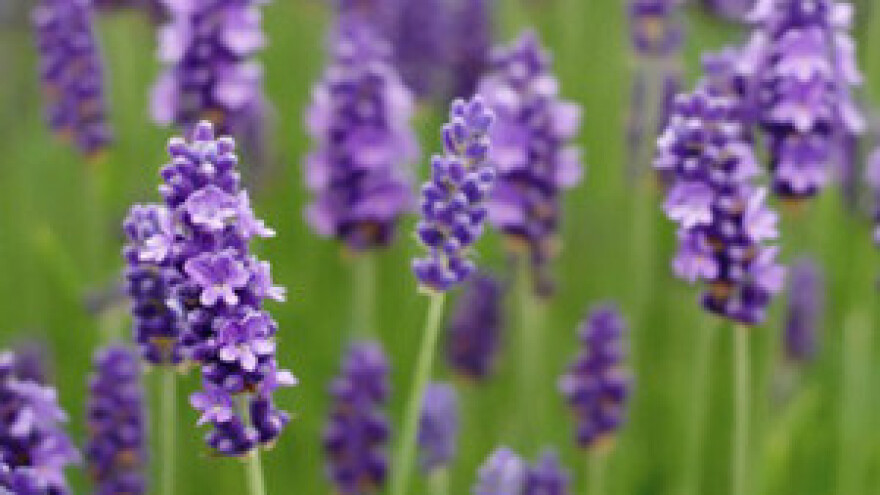 Razvojem agroturizma Dalmacija će postati nova Provansa