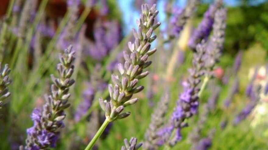 Festival lavande