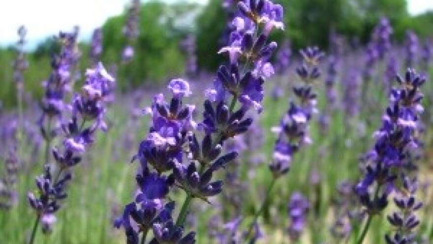 Nova isplata iz IPARD-a