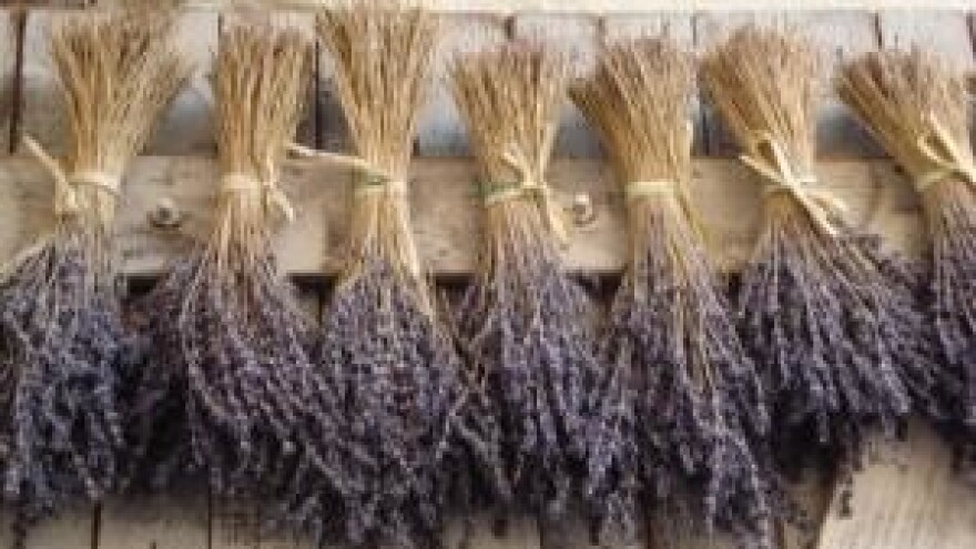 Lavanda iz Lipovac Majura