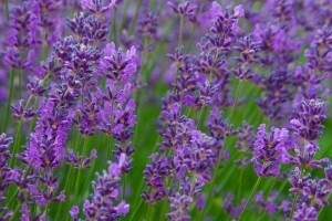 Lavanda