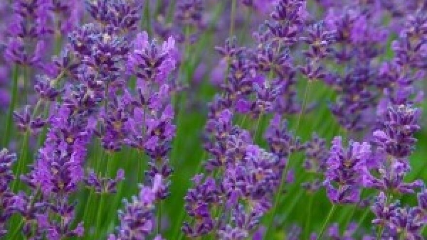 Lavanda
