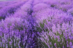 Lavanda - biljka za slabije plodna zemljišta